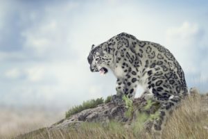 big, Cats, Snow, Leopards, Grass, Animals, Wallpapers