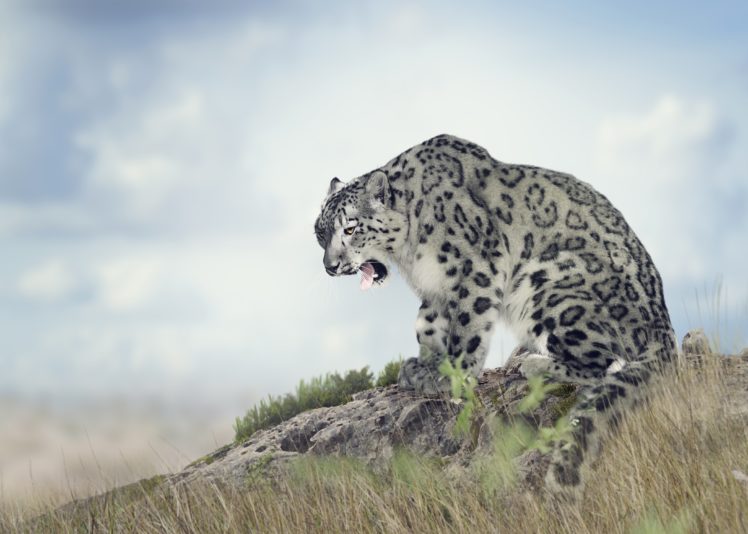 big, Cats, Snow, Leopards, Grass, Animals, Wallpapers HD Wallpaper Desktop Background