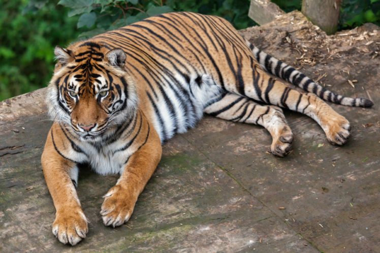 big, Cats, Tigers, Animals, Wallpapers HD Wallpaper Desktop Background