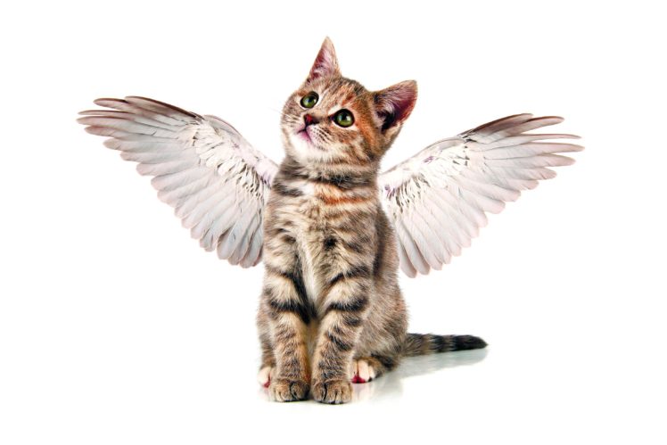 cats, Angels, Kittens, Wings, White, Background, Animals, Wallpapers HD Wallpaper Desktop Background