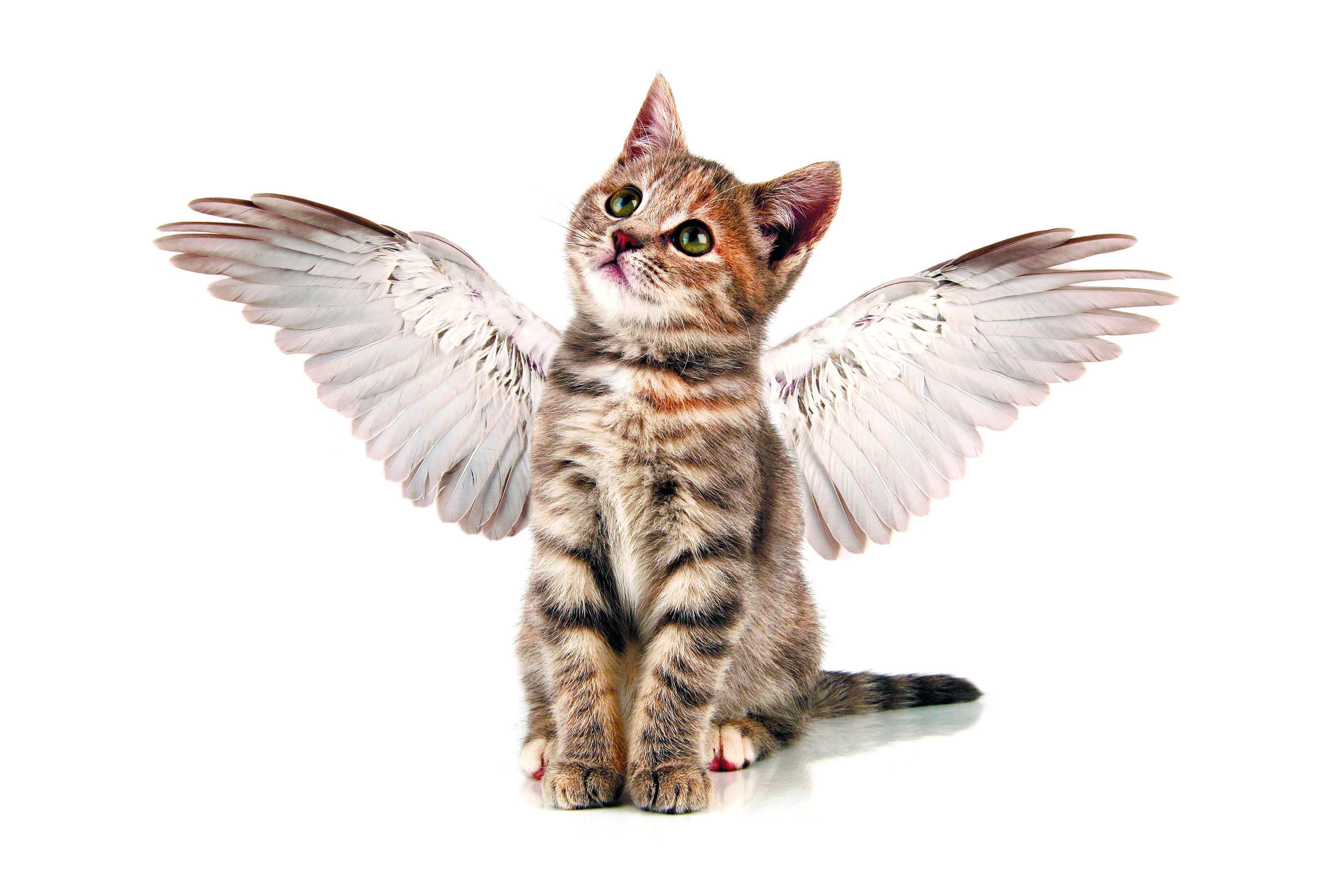 cats, Angels, Kittens, Wings, White, Background, Animals, Wallpapers Wallpaper