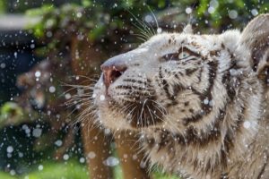 tigers, White, Spray, Whiskers, Snout, Animals, Wallpapers