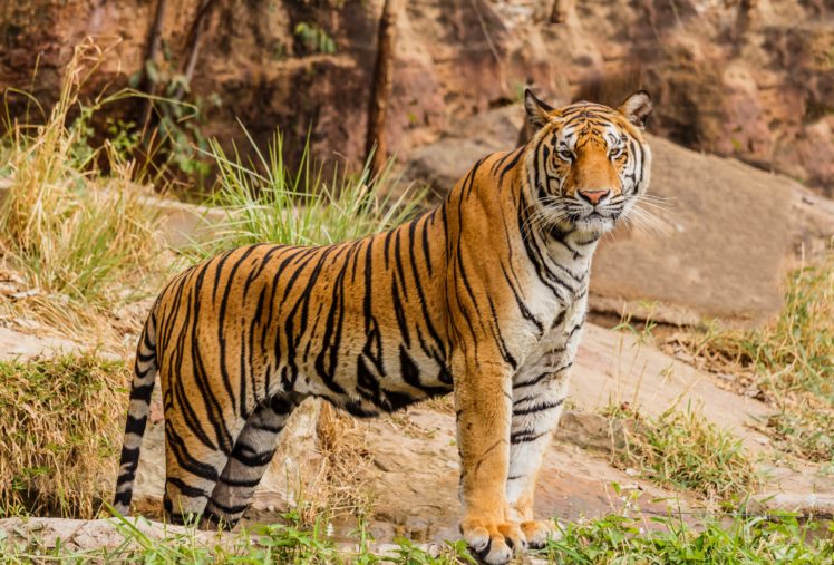 big, Cats, Tigers, Animals, Wallpapers HD Wallpaper Desktop Background