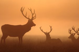 deer, Silhouette, Horns, Animals, Wallpapers