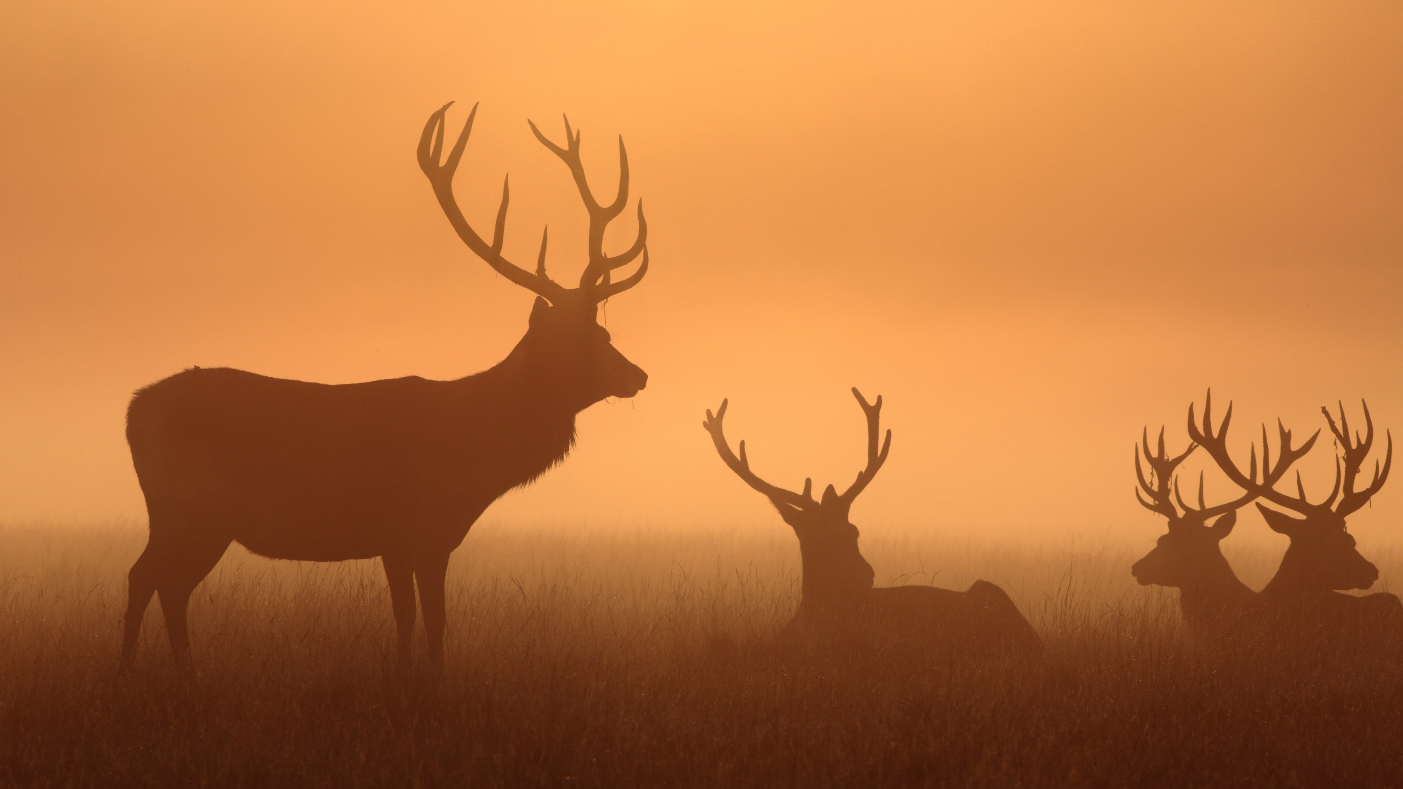 deer, Silhouette, Horns, Animals, Wallpapers Wallpaper