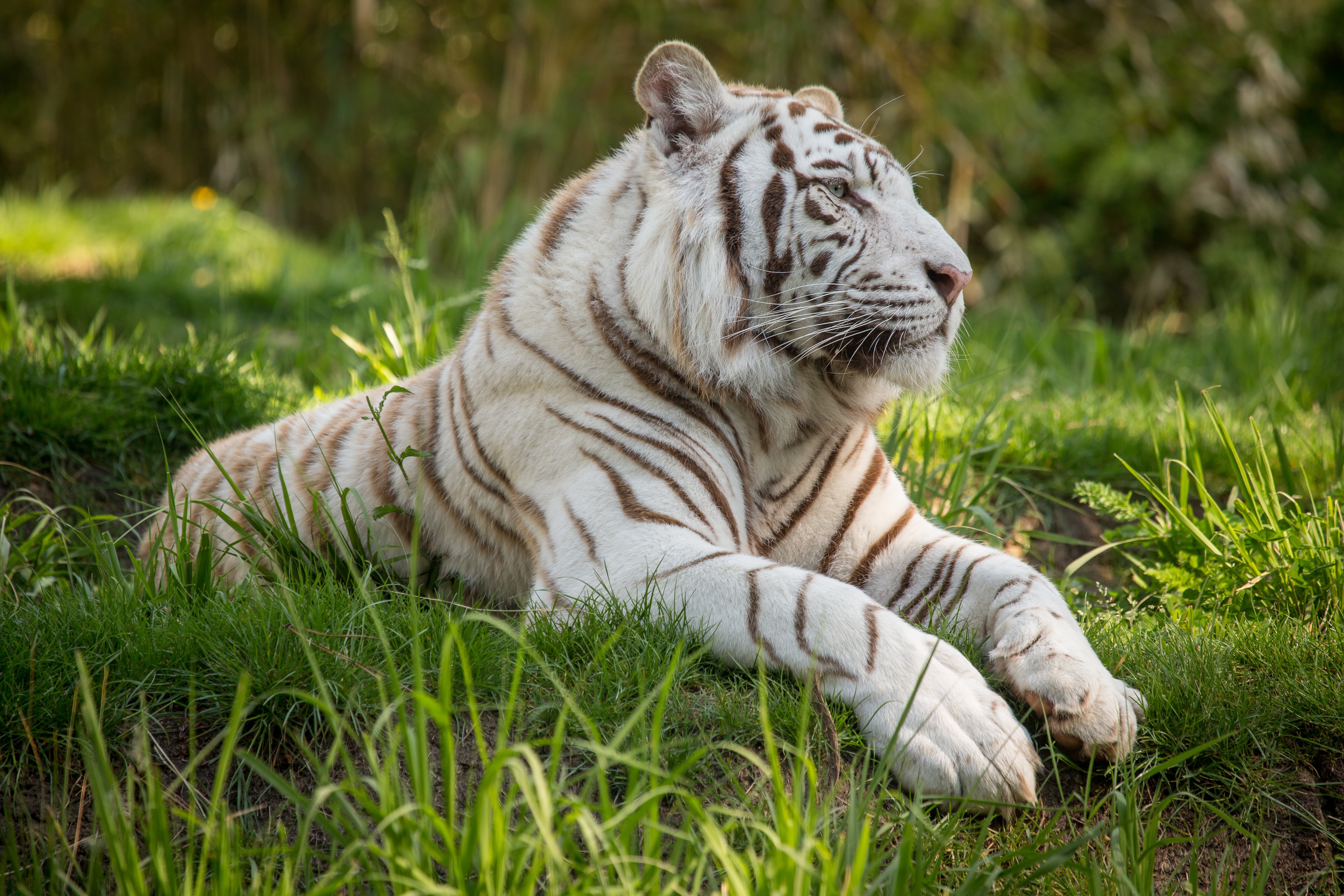 tigers, White, Grass, Animals, Wallpapers Wallpaper