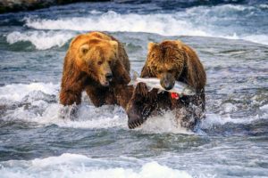 bears, Brown, Bears, Water, Fish, Rivers, Two, Animals, Wallpapers