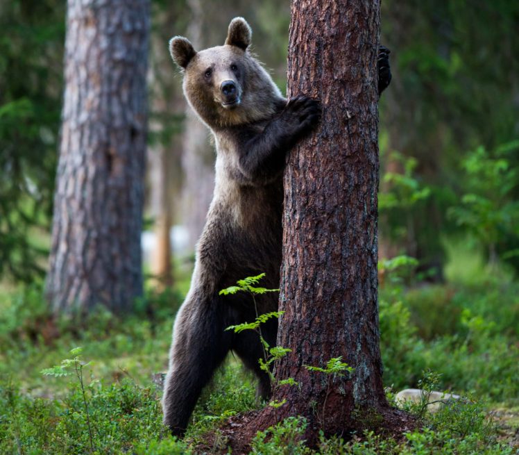 bears, Brown, Bears, Trunk, Tree, Animals, Wallpapers HD Wallpaper Desktop Background