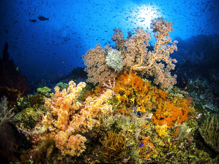 underwater, World, Corals, Fish, Animals, Wallpapers HD Wallpaper Desktop Background