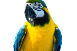 birds, Parrots, Beak, White, Background, Animals, Wallpapers