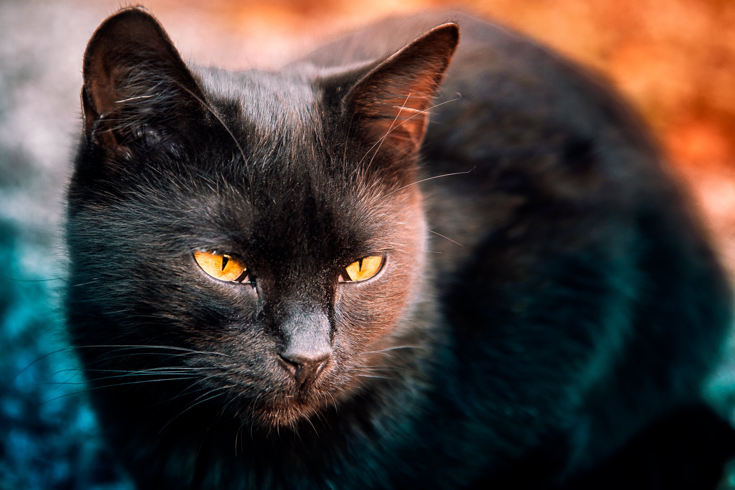 cats, Black, Glance, Animals, Wallpapers Wallpaper
