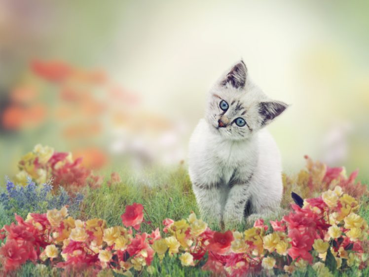 cats, Kittens, Glance, Grass, Animals, Wallpapers HD Wallpaper Desktop Background