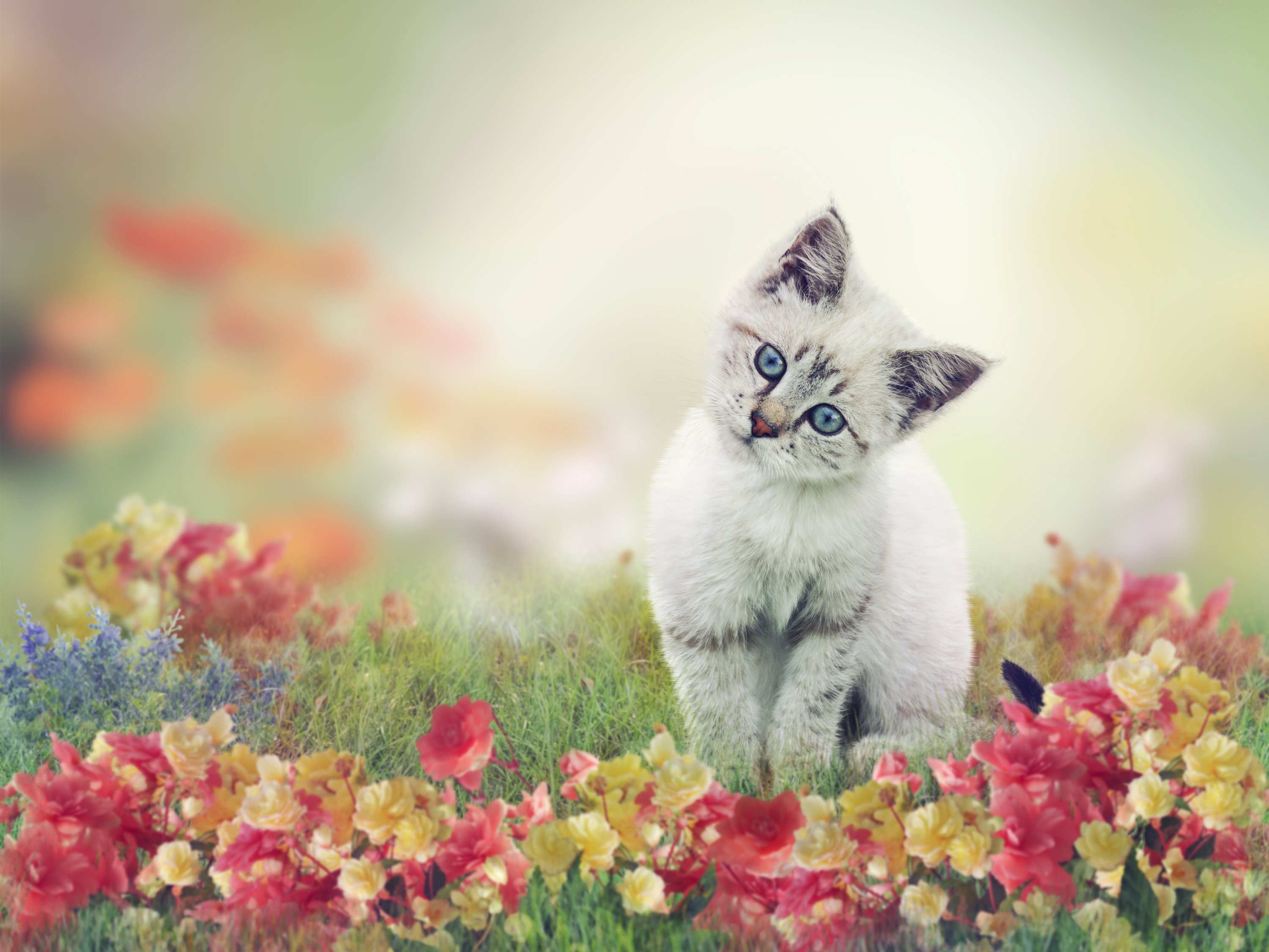 cats, Kittens, Glance, Grass, Animals, Wallpapers ...