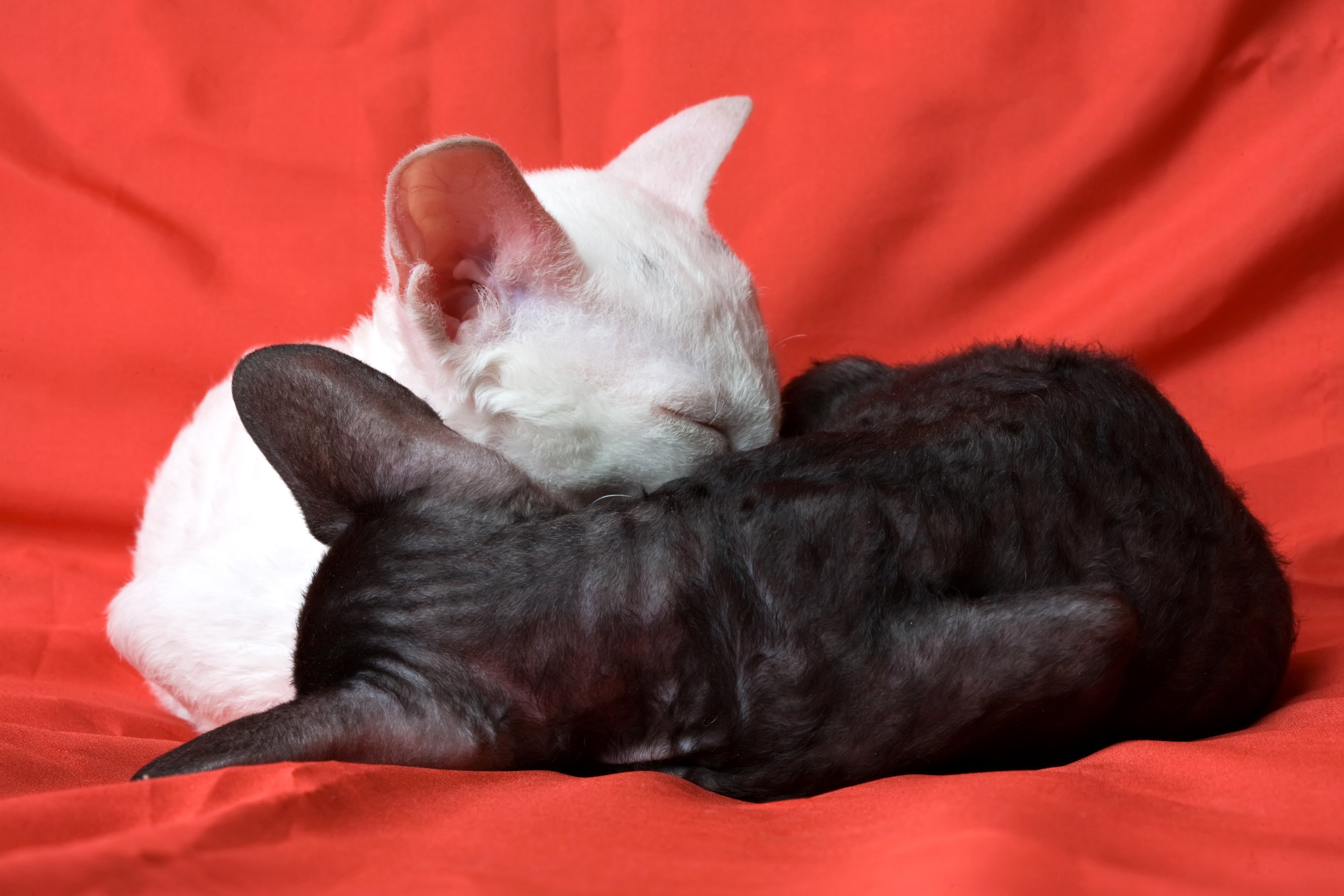 cats, Kittens, Two, Sleep, Colored, Background, Cornish ...
