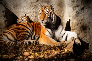 big, Cats, Tigers, Cubs, Glance, Animals, Wallpapers