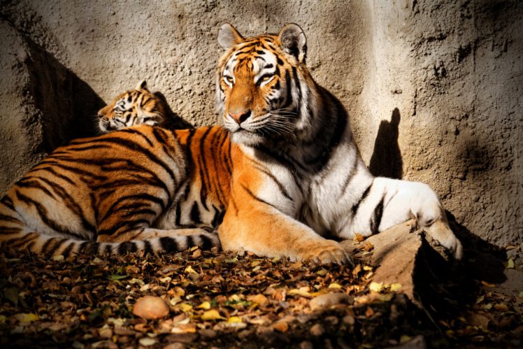 big, Cats, Tigers, Cubs, Glance, Animals, Wallpapers HD Wallpaper Desktop Background