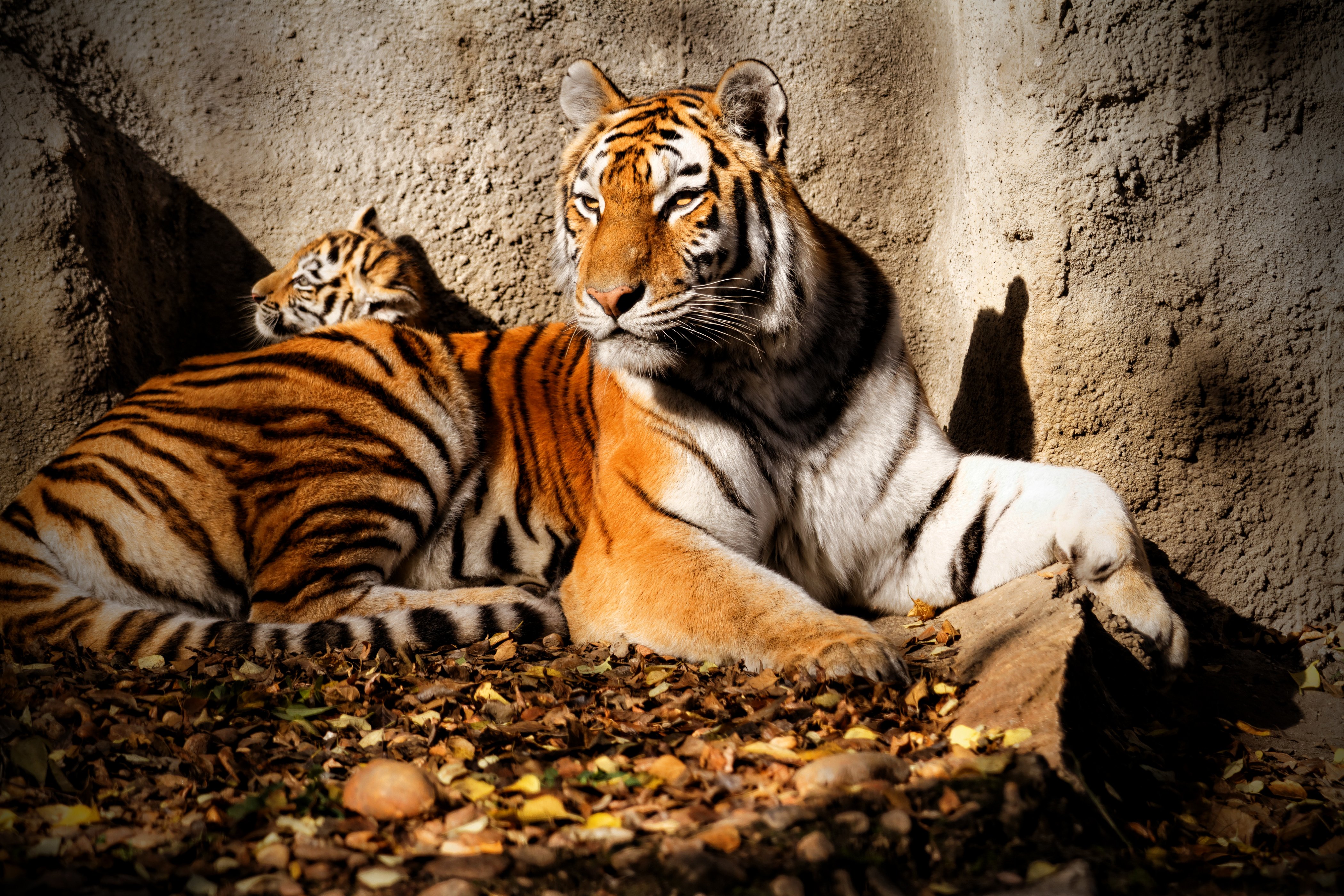 big, Cats, Tigers, Cubs, Glance, Animals, Wallpapers Wallpaper