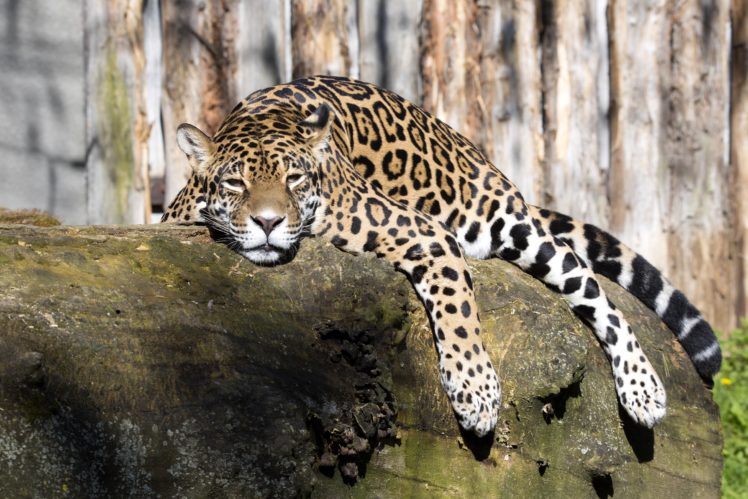 big, Cats, Jaguars, Sleep, Trunk, Tree, Animals, Wallpapers HD Wallpaper Desktop Background