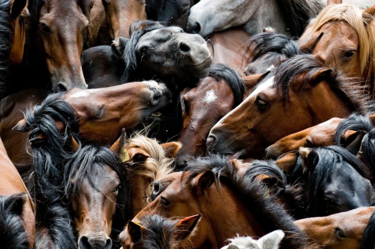 many, Horses, Animals, Wallpapers HD Wallpaper Desktop Background