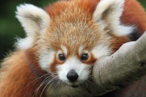 red, Panda, Snout, Whiskers, Glance, Animals, Wallpapers