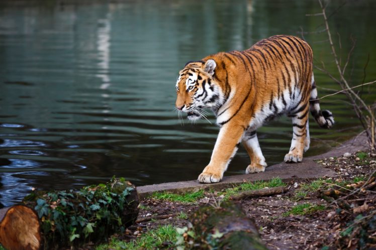 tigers, Coast, Animals, Wallpapers HD Wallpaper Desktop Background