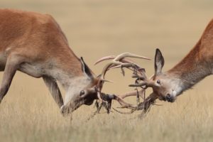 deer, Horns, Two, Fight, Animals, Wallpapers