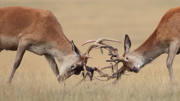 deer, Horns, Two, Fight, Animals, Wallpapers HD Wallpaper Desktop Background
