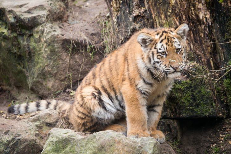 tigers, Cubs, Animals, Wallpapers HD Wallpaper Desktop Background