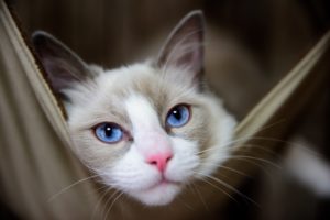 cats, Glance, Snout, Animals, Wallpapers