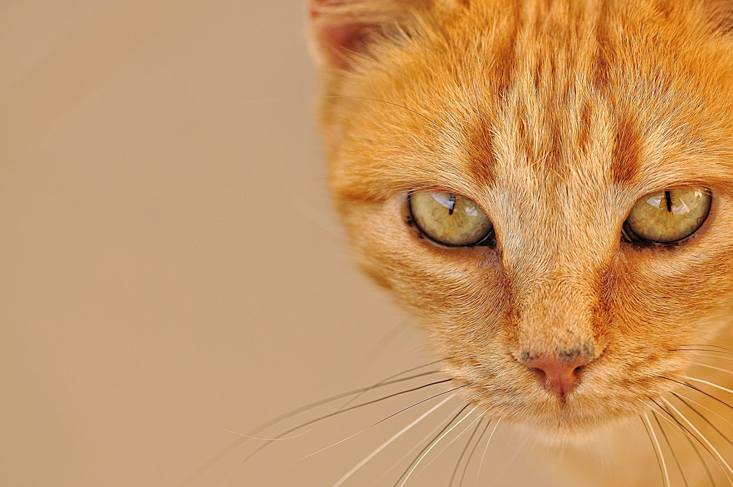 cats, Ginger, Color, Glance, Snout, Colored, Background, Animals, Wallpapers Wallpaper