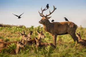 deer, Birds, Grass, Horns, Animals, Wallpapers