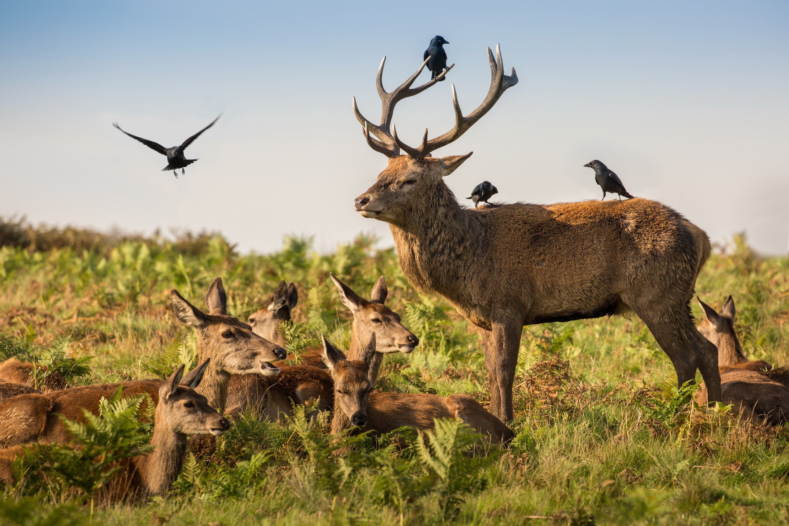 deer, Birds, Grass, Horns, Animals, Wallpapers Wallpaper