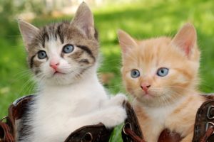 cats, Kittens, Two, Glance, Animals, Wallpapers