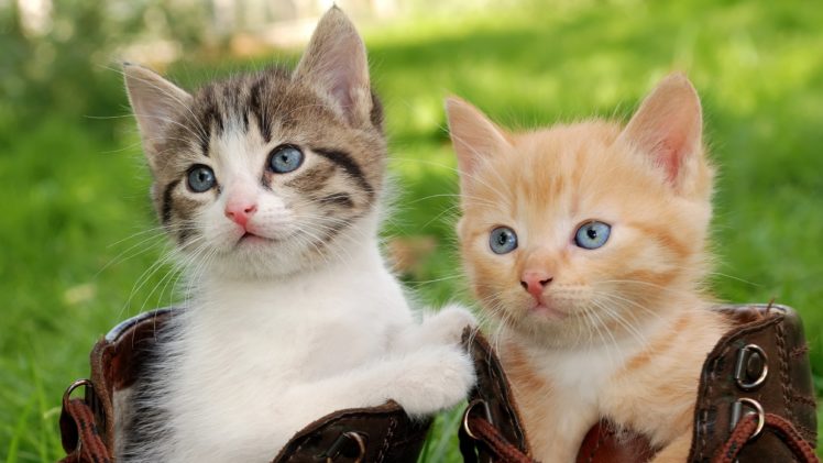 cats, Kittens, Two, Glance, Animals, Wallpapers HD Wallpaper Desktop Background