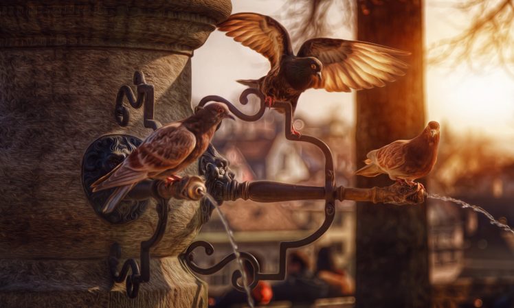 birds, Pigeons, Three, 3, Animals, Wallpapers HD Wallpaper Desktop Background