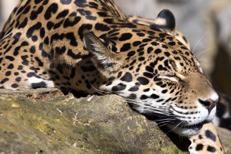 big, Cats, Jaguars, Snout, Sleep, Animals, Wallpapers HD Wallpaper Desktop Background