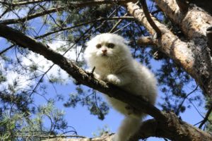 cats, White, Branches, Scottish, Fold, Animals, Wallpapers