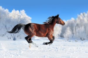 horses, Snow, Run, Animals, Wallpapers