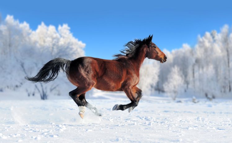 horses, Snow, Run, Animals, Wallpapers HD Wallpaper Desktop Background