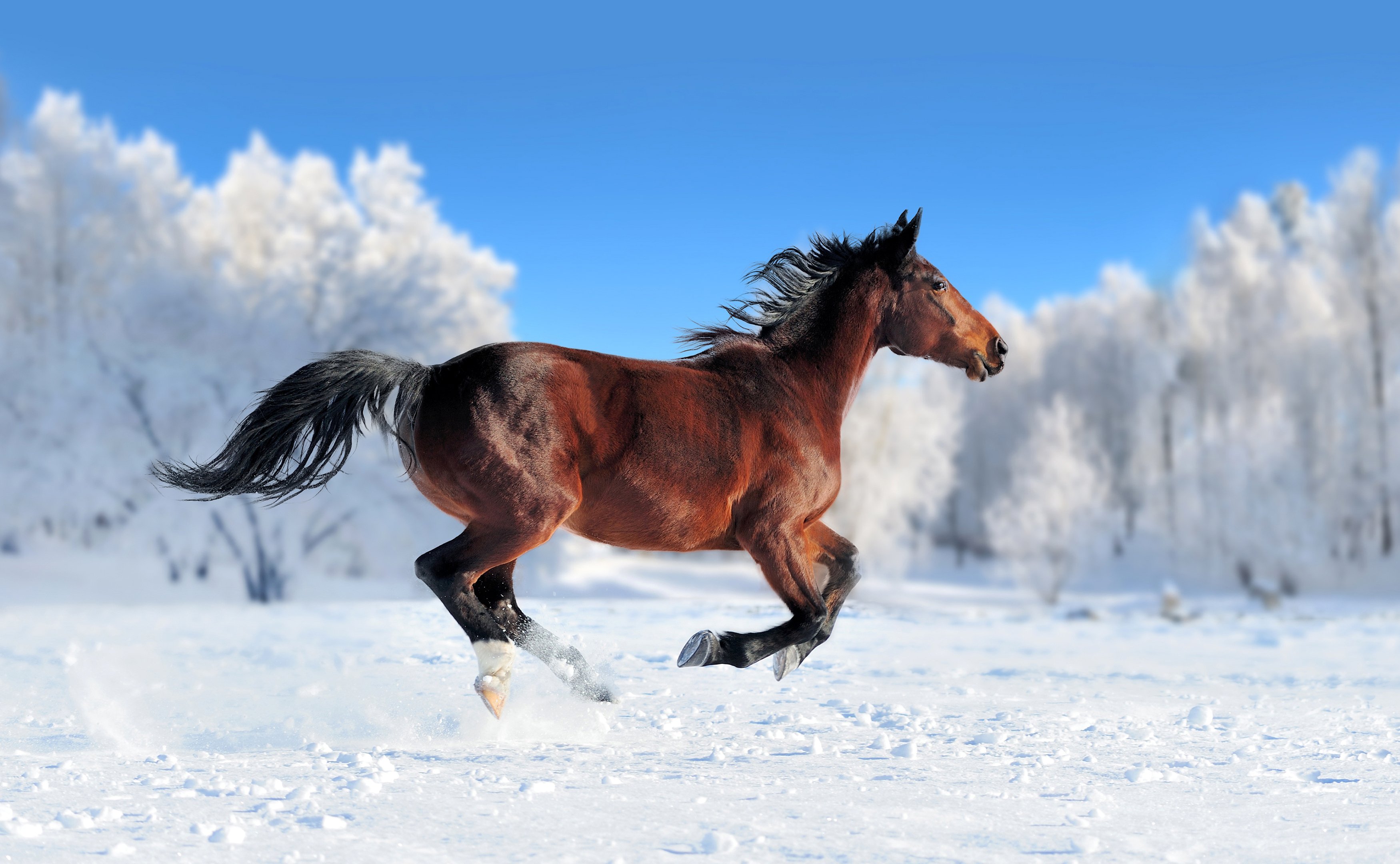 horses, Snow, Run, Animals, Wallpapers Wallpaper
