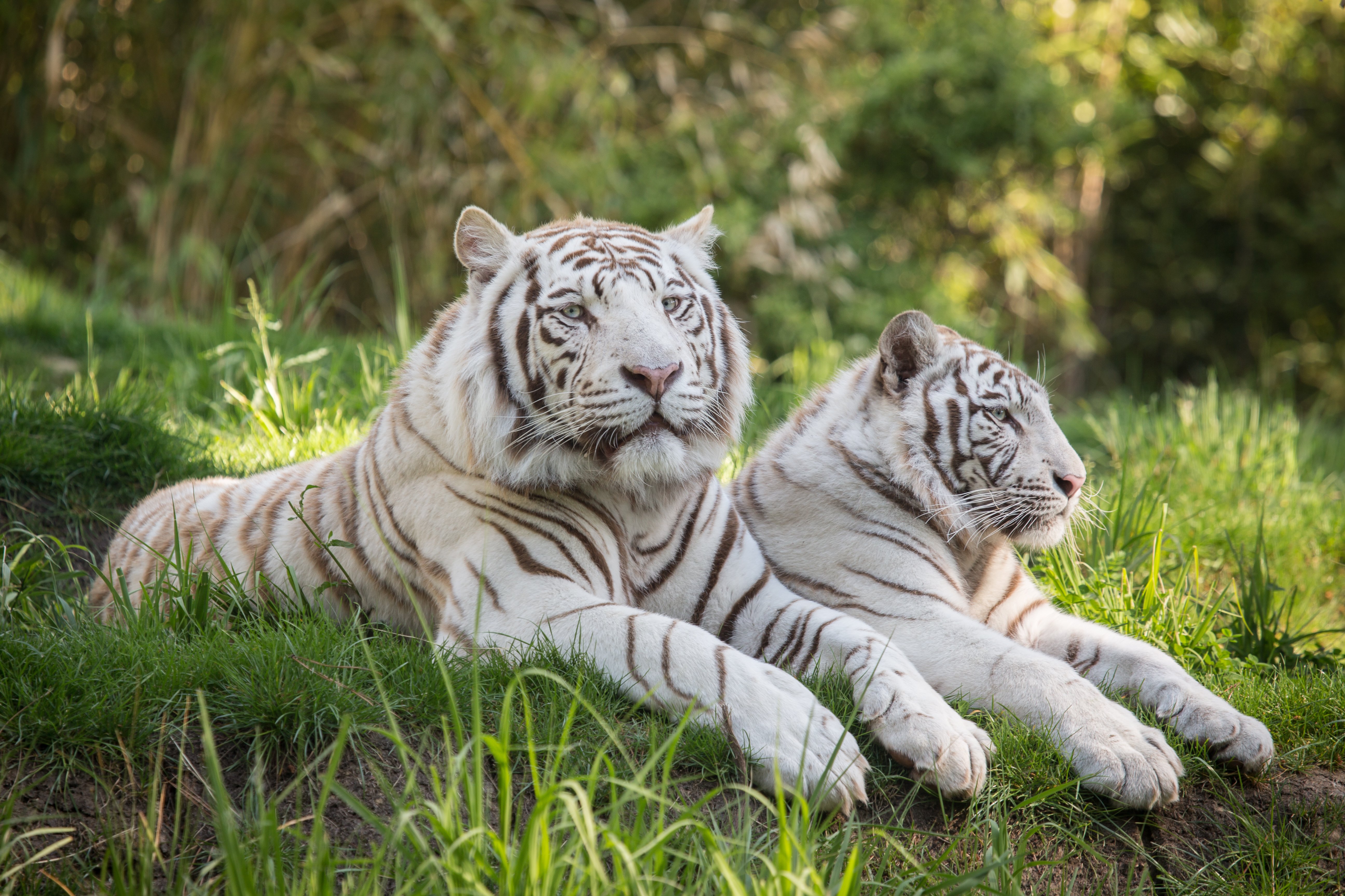 tigers, Two, White, Grass, Animals, Wallpapers Wallpaper