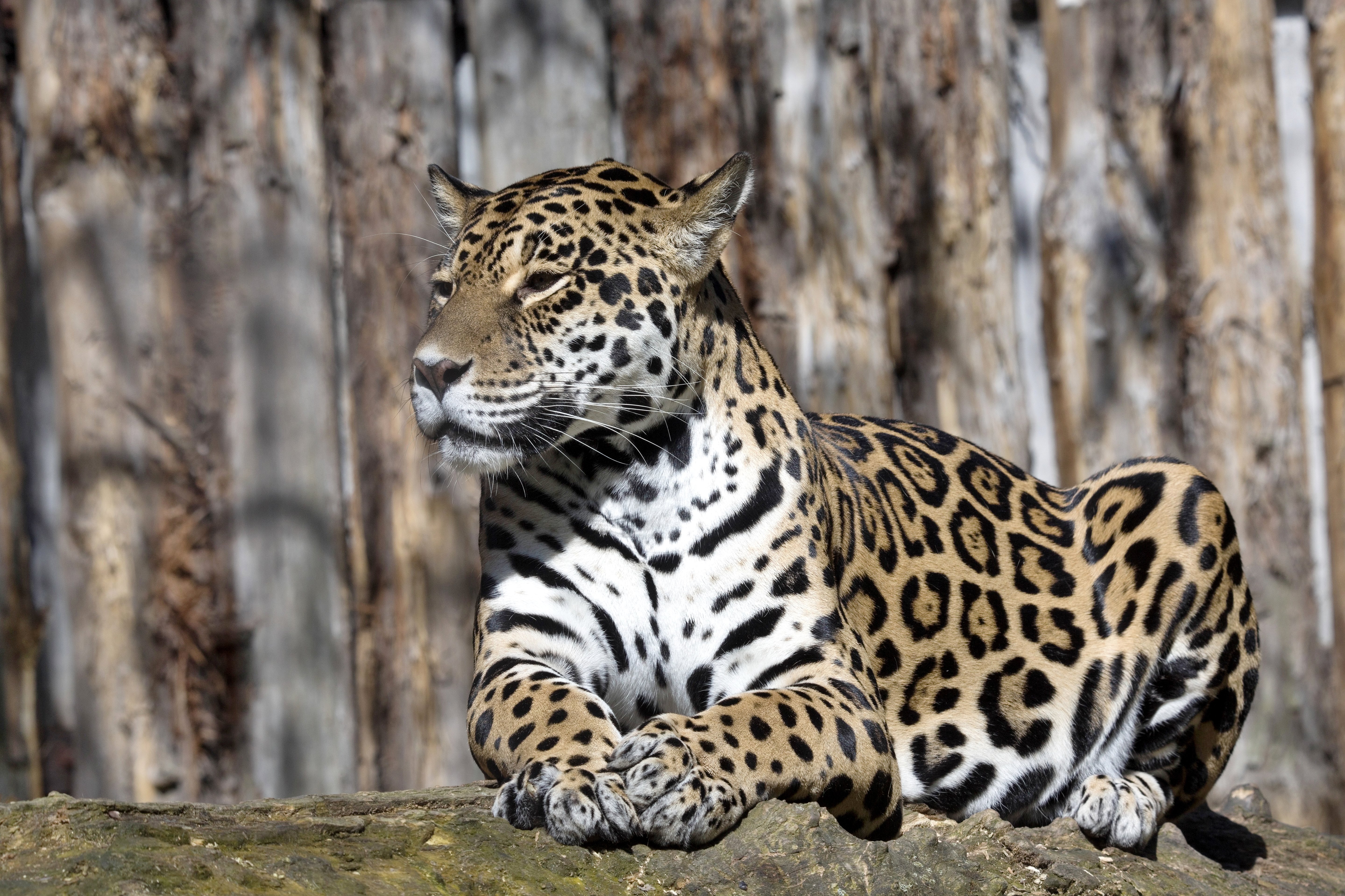 jaguars, Animals, Wallpapers Wallpaper