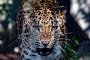 big, Cats, Leopards, Snout, Animals, Wallpapers