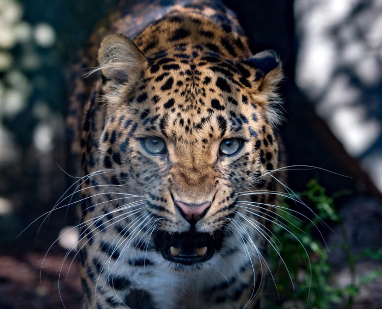 big, Cats, Leopards, Snout, Animals, Wallpapers HD Wallpaper Desktop Background