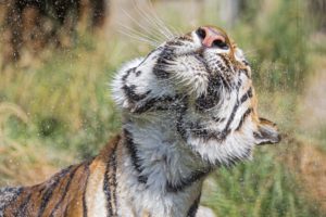 tigers, Spray, Animals, Wallpapers