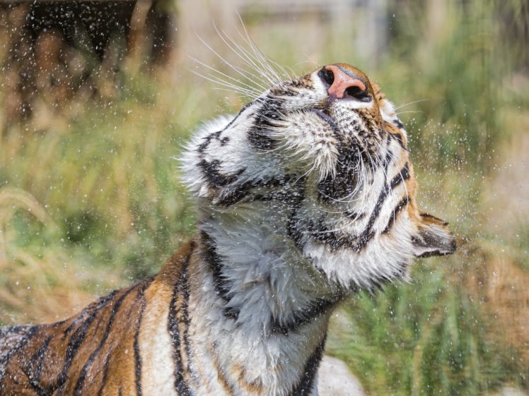 tigers, Spray, Animals, Wallpapers HD Wallpaper Desktop Background