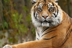 big, Cats, Tigers, Snout, Glance, Animals, Wallpapers