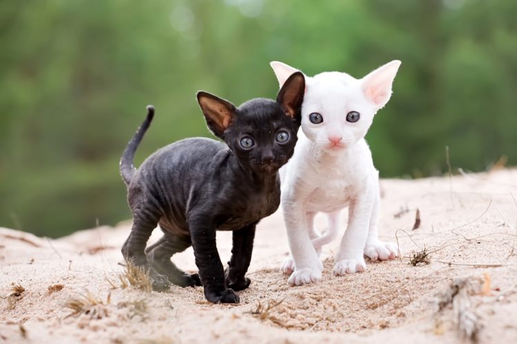 cats, Kittens, Two, Cornish, Rex, Animals, Wallpapers HD Wallpaper Desktop Background