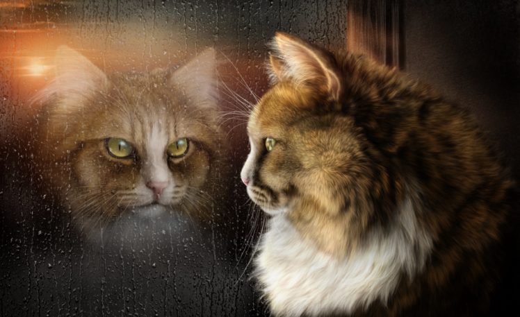 cats, Glass, Window, Animals, Fantasy, Wallpapers HD Wallpaper Desktop Background