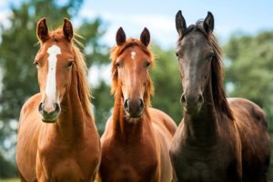 horses, Three, 3, Animals, Wallpapers